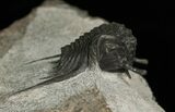 Rare, Stalked-Eyed Cybele Trilobite - Norway #6467-10